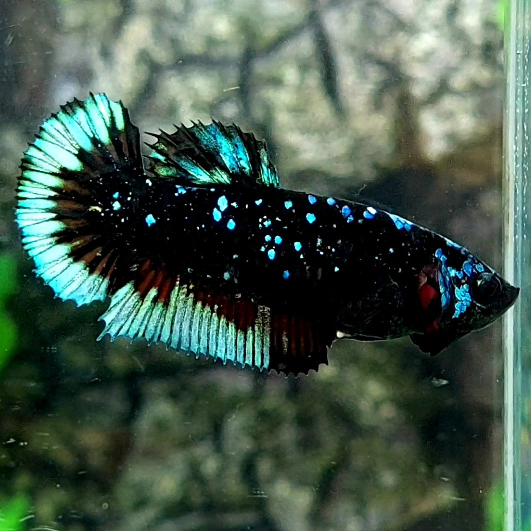 Blackstar Nebula HMPK Female For Sorority / Breed