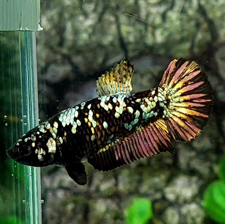 Blackstar Copper Gold Galaxy HMPK Female For Sorority / Breed