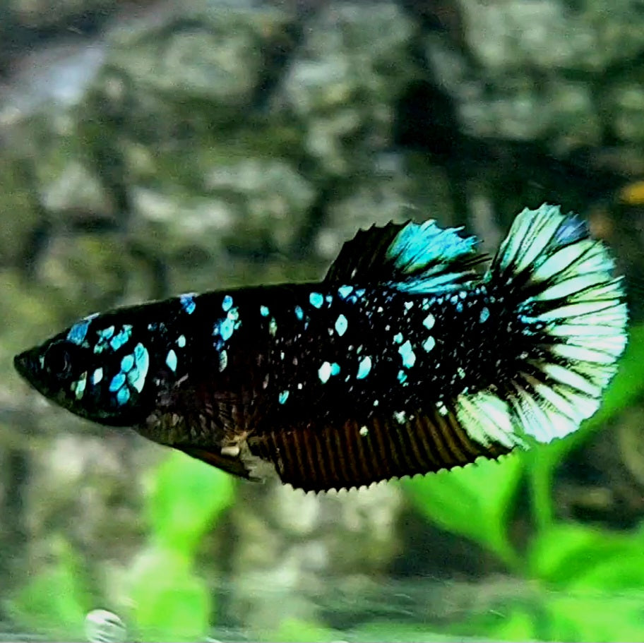 Blackstar Nebula HMPK Female For Sorority / Breed