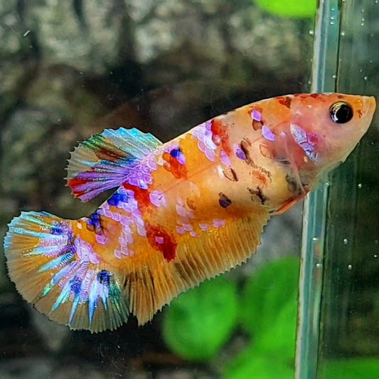 Multicolor Candy Pink Purple Galaxy HMPK Female For Sorority / Breed 50% off