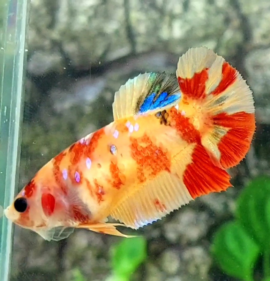 Yellowbase Candy Galaxy HMPK Female For Sorority / Breed