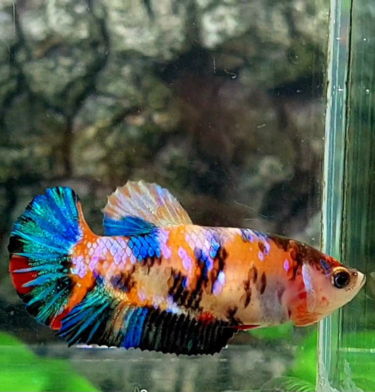 Multicolor Galaxy HMPK Female For Sorority / Breed