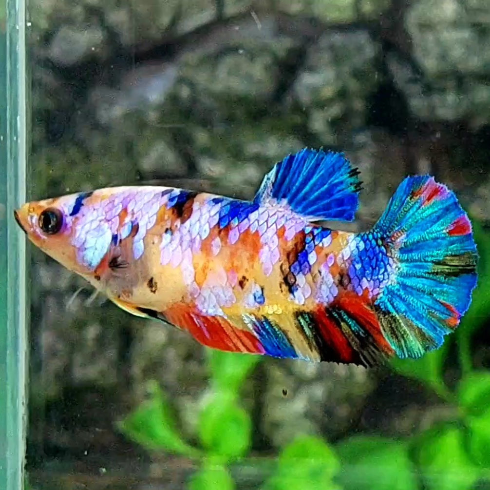 Multicolor Yellowbase Galaxy HMPK Female For Sorority / Breed 50% off