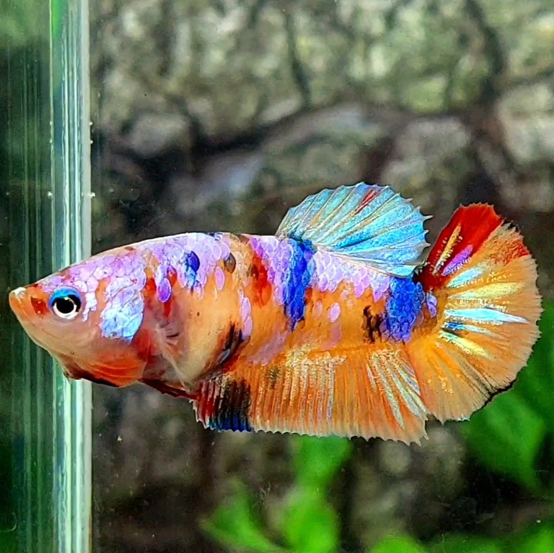 Multicolor Pink Candy HMPK Female For Sorority / Breed