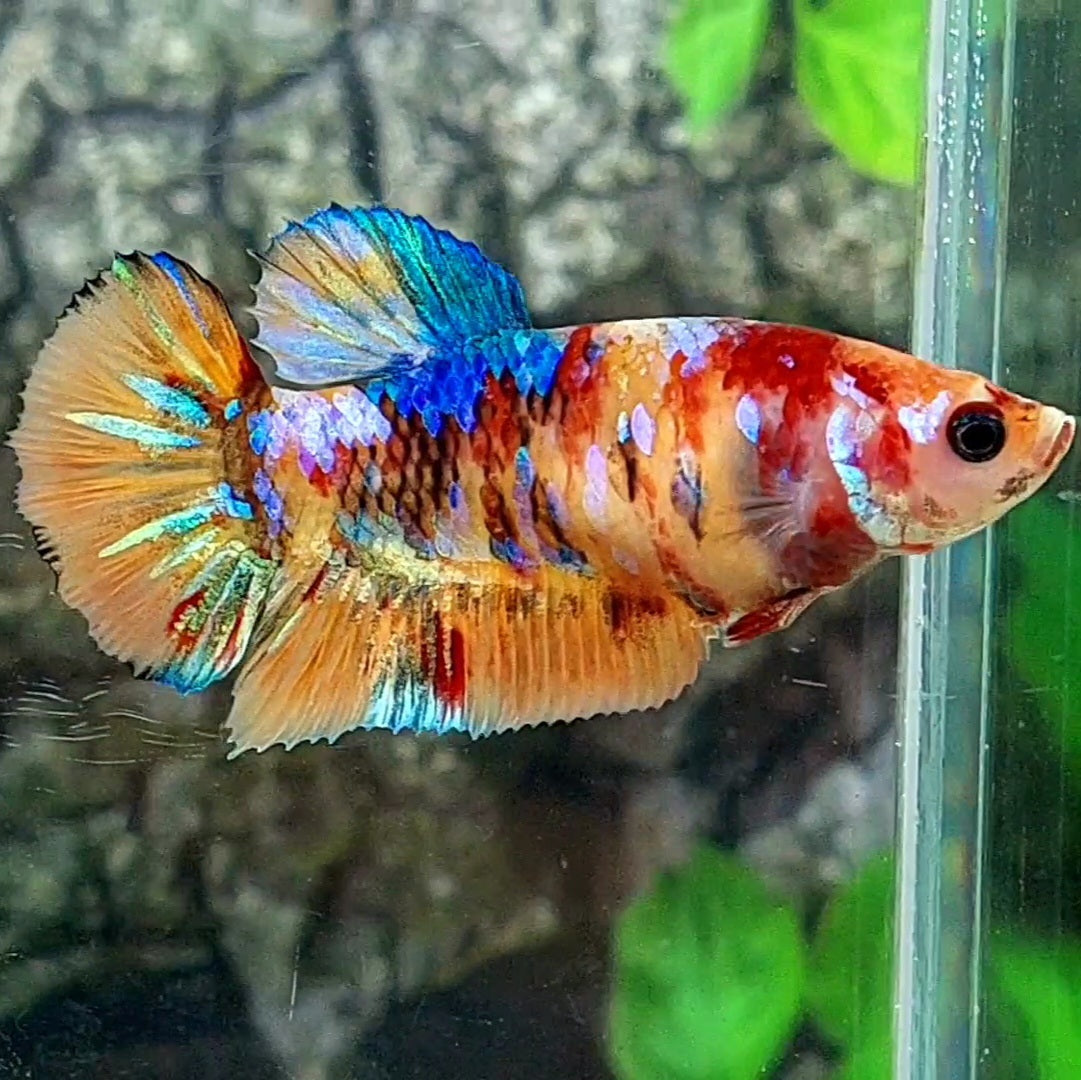 Multicolor Candy Galaxy HMPK Female For Sorority / Breed