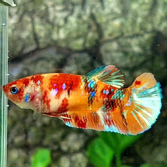 Multicolor Candy Galaxy HMPK Female For Sorority / Breed