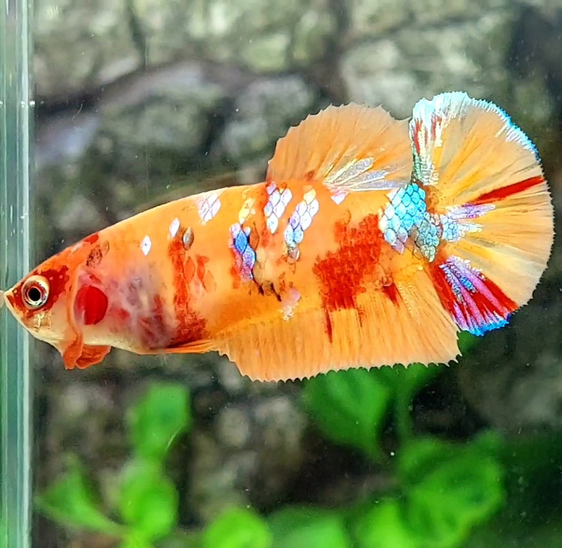 Multicolor Orange Galaxy HMPK Female For Sorority / Breed