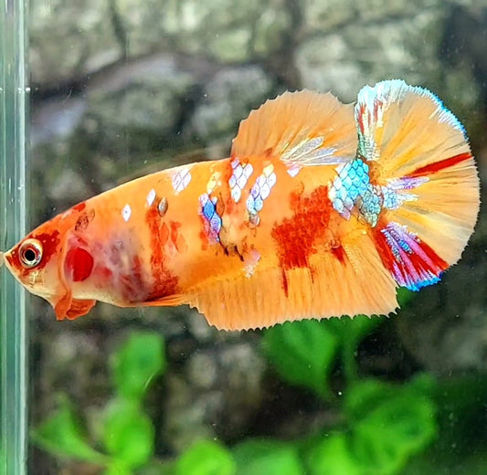 Multicolor Orange Galaxy HMPK Female For Sorority / Breed