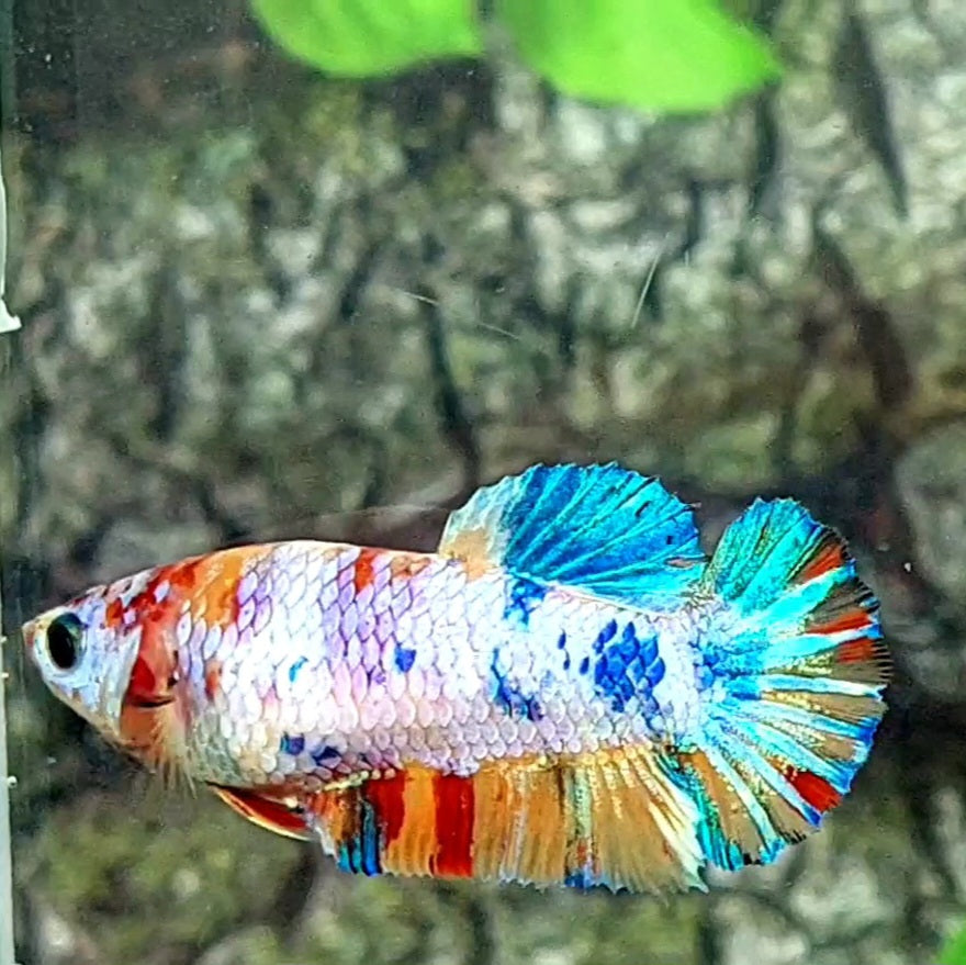 Multicolor Candy HMPK Female For Sorority / Breed