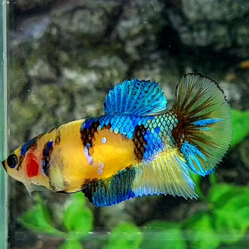 Yellow Koi Tiger Blue Galaxy HMPK Female For Sorority / Breed