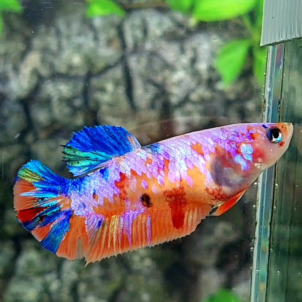 Multicolor Candy Pink Purple Galaxy HMPK Female For Sorority / Breed