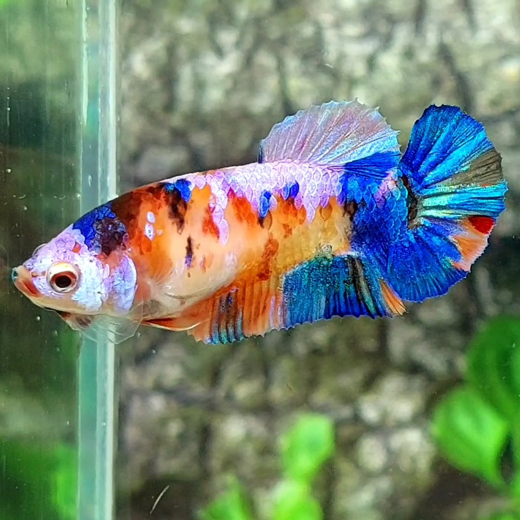 Multicolor Candy Pink Purple Galaxy HMPK Female For Sorority / Breed