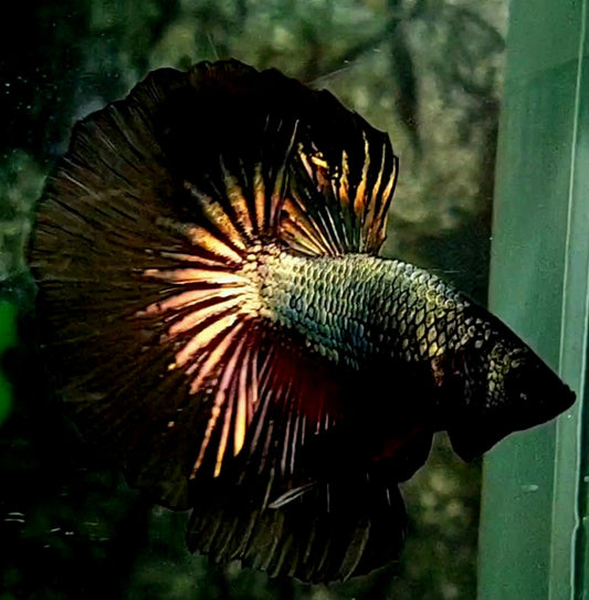 Black Copper Gold Halfmoon Male