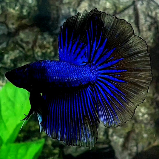 Blue Black Orchid Halfmoon Male