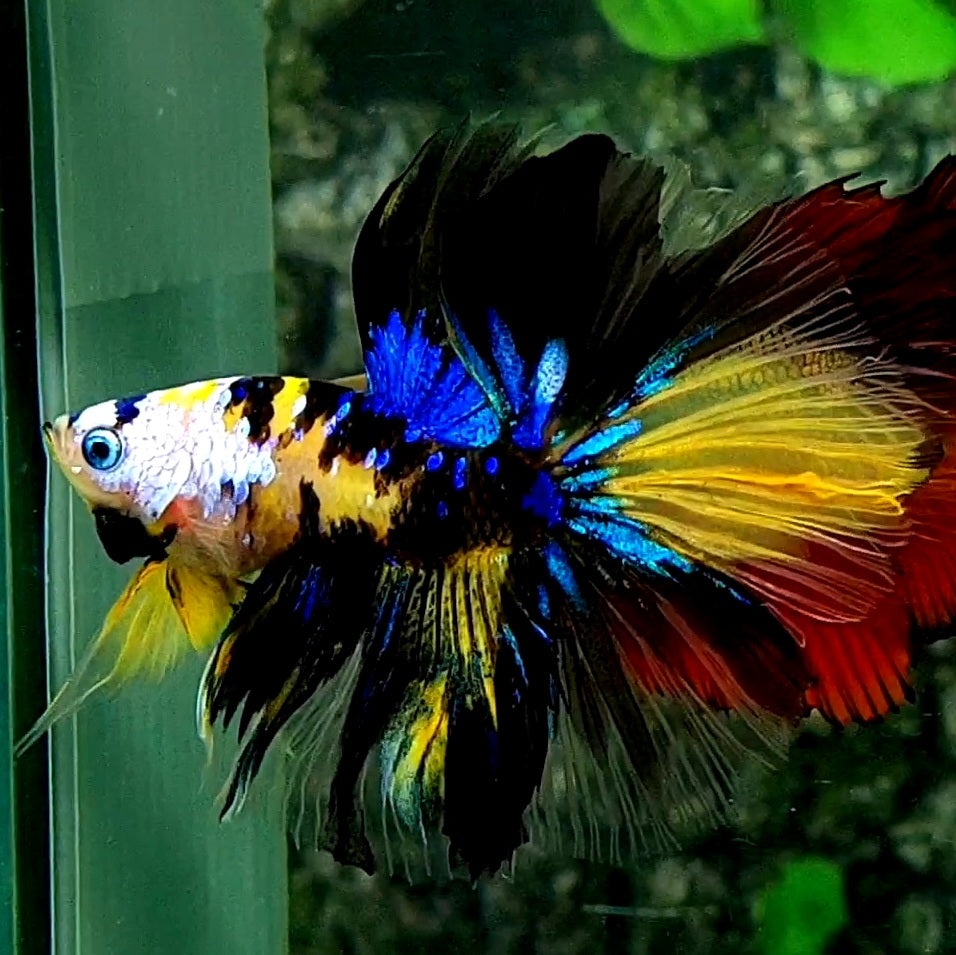 Yellow Blue Koi Tiger Galaxy Over Halfmoon Male