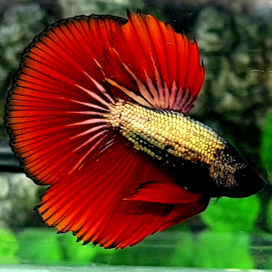 Red Copper Gold Halfmoon Male