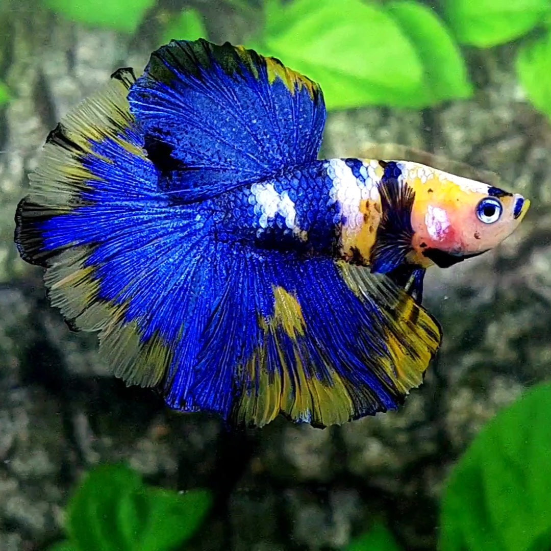 Yellow Blue Koi Galaxy Halfmoon Male