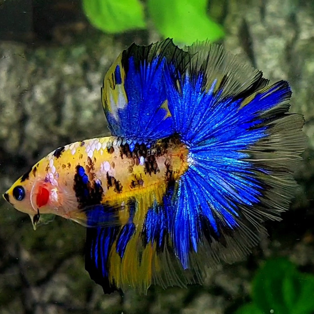 Yellow Blue Koi Tiger Galaxy Over Halfmoon Male