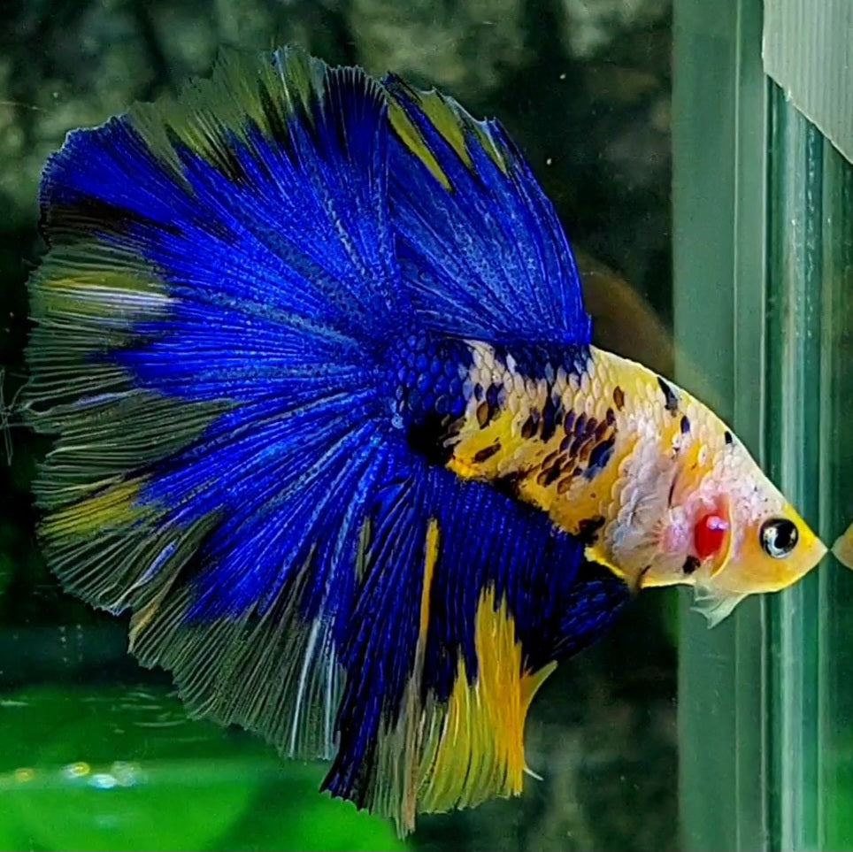 Yellow Blue Koi Galaxy Halfmoon Male