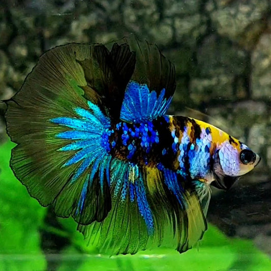 Yellow Koi Tiger Galaxy Halfmoon Male