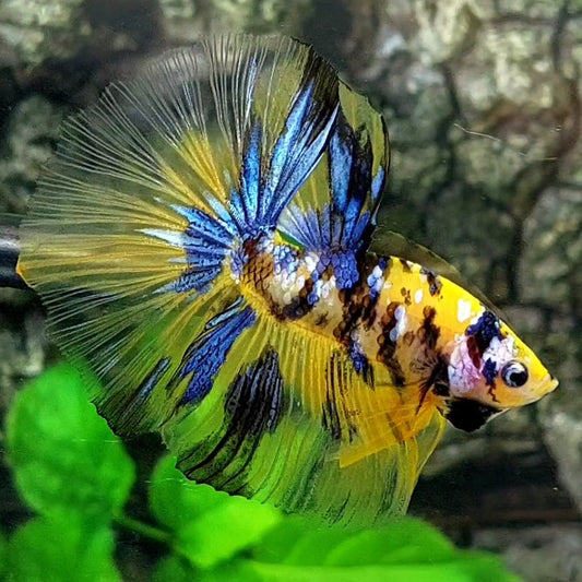 Yellow Blue Koi Tiger Galaxy Halfmoon Male