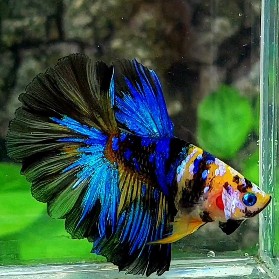 Yellow Koi Tiger Galaxy Rosetail Halfmoon Male