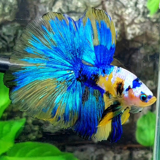 Yellow Blue Koi Galaxy Halfmoon Male