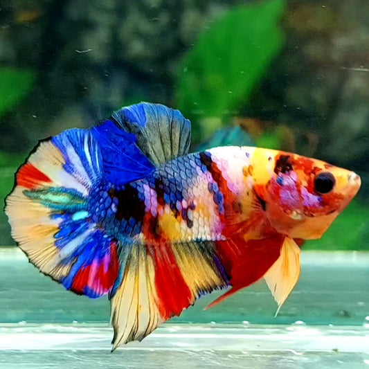 Multicolor Galaxy HMPK Male