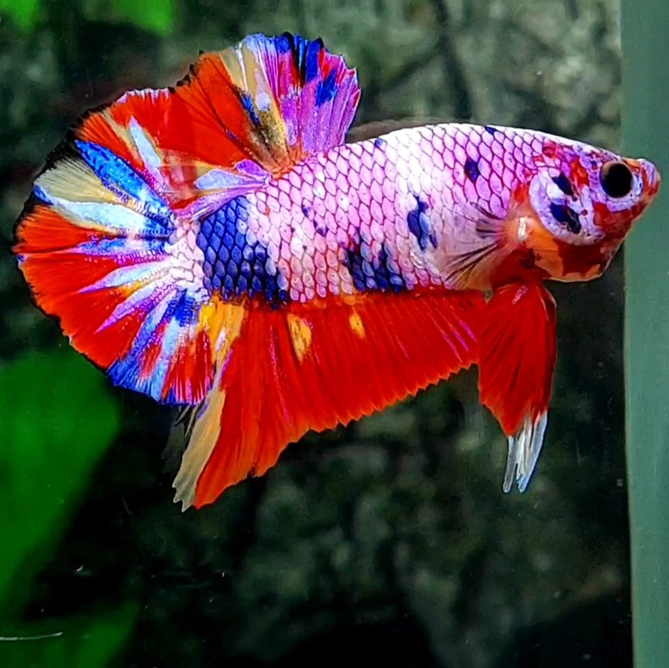 Multicolor Pink Candy HMPK Male