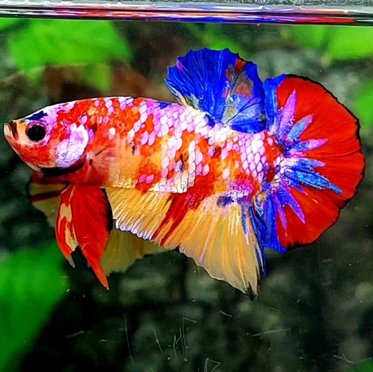 Multicolor Pink Galaxy HMPK Male