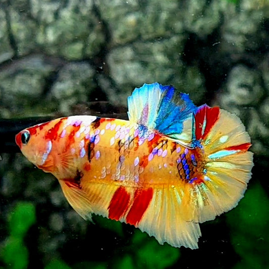 Multicolor Yellowbase Galaxy HMPK Male