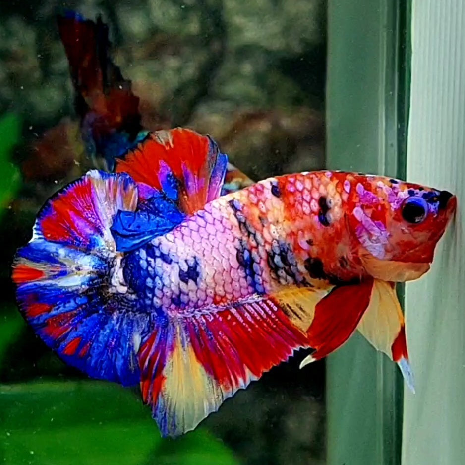 Multicolor Pink Candy Galaxy Over HMPK Male