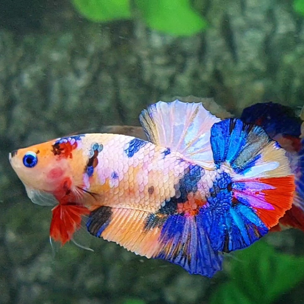 Multicolor Pink Candy Galaxy Over HMPK Male