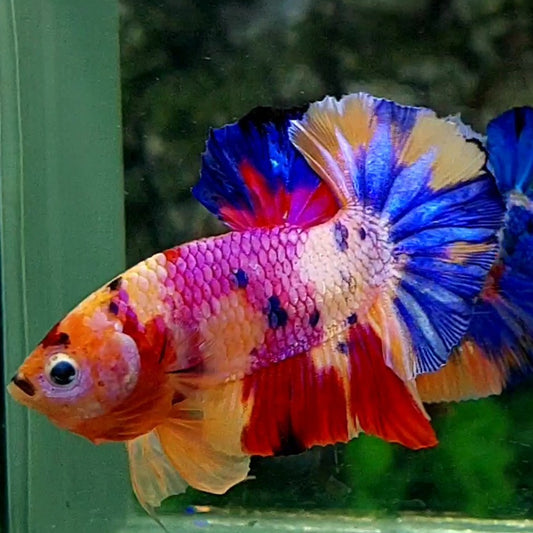 Multicolor Pink Purple Candy Over HMPK Male