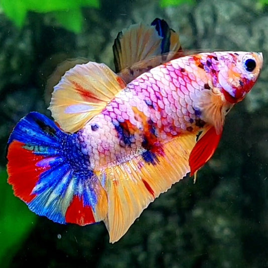 Multicolor Pink Purple Candy HMPK Male