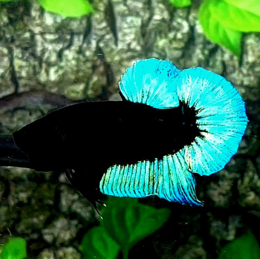 Turquoise SkyBlue Black Light HMPK Male