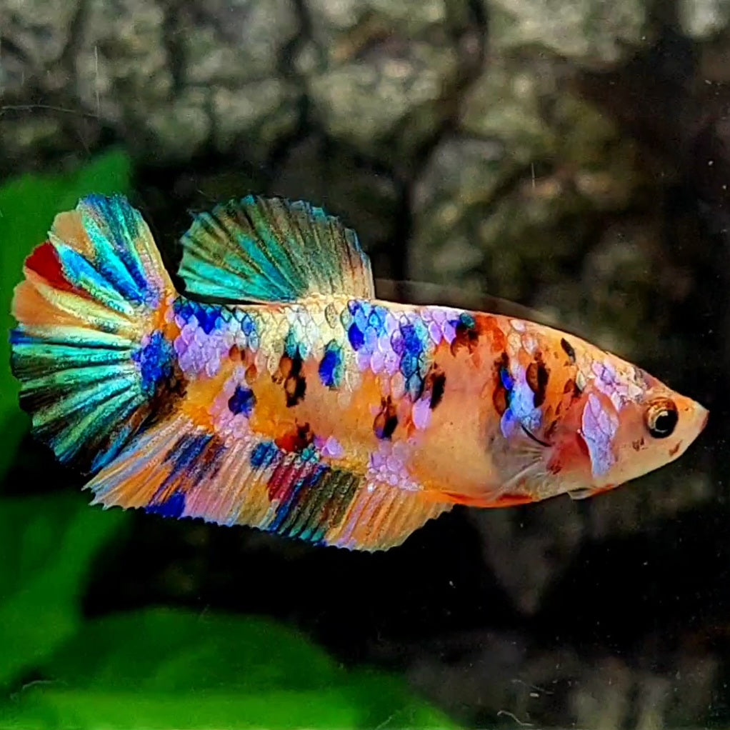 Multicolor Galaxy HMPK Female For Sorority / Breed