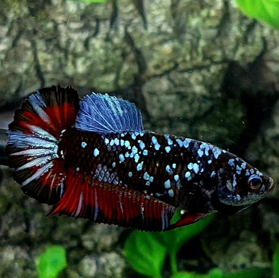 Avatar Red Grey HMPK Female For Sorority / Breed