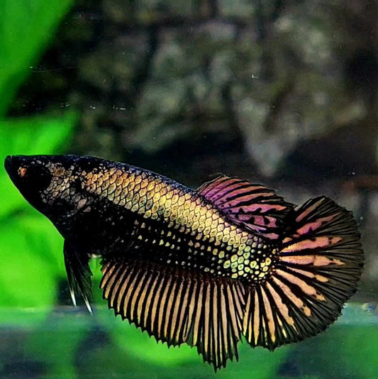 Copper Black Gold Samurai Halfmoon Female For Sorority / Breed