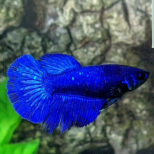 Super Blue Solid Halfmoon Female For Sorority / Breed 50% off