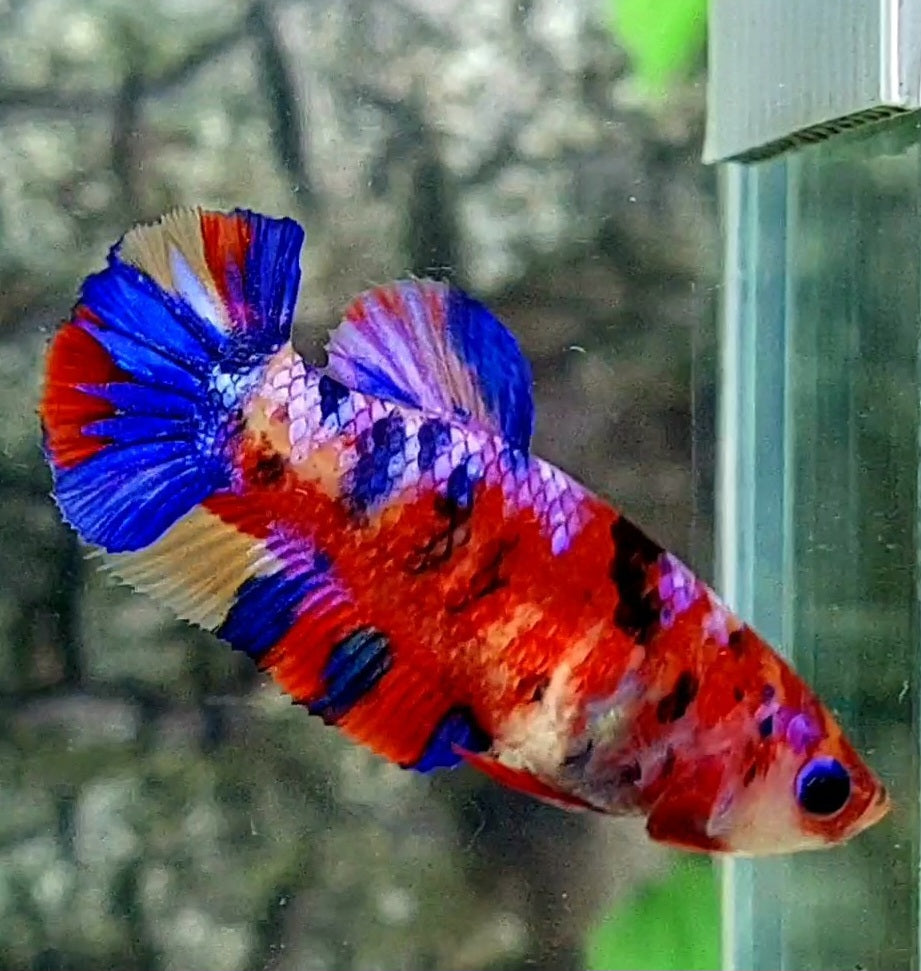 Multicolor Red Candy Galaxy HMPK Female For Sorority / Breed