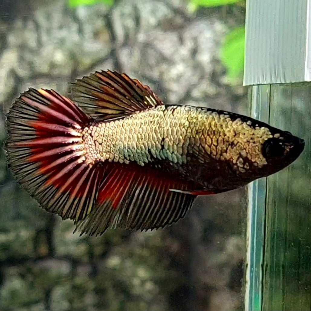 Copper Gold Red Butterfly Halfmoon Female For Sorority / Breed