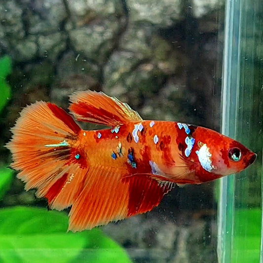 Multicolor Candy Galaxy Halfmoon Female For Sorority / Breed