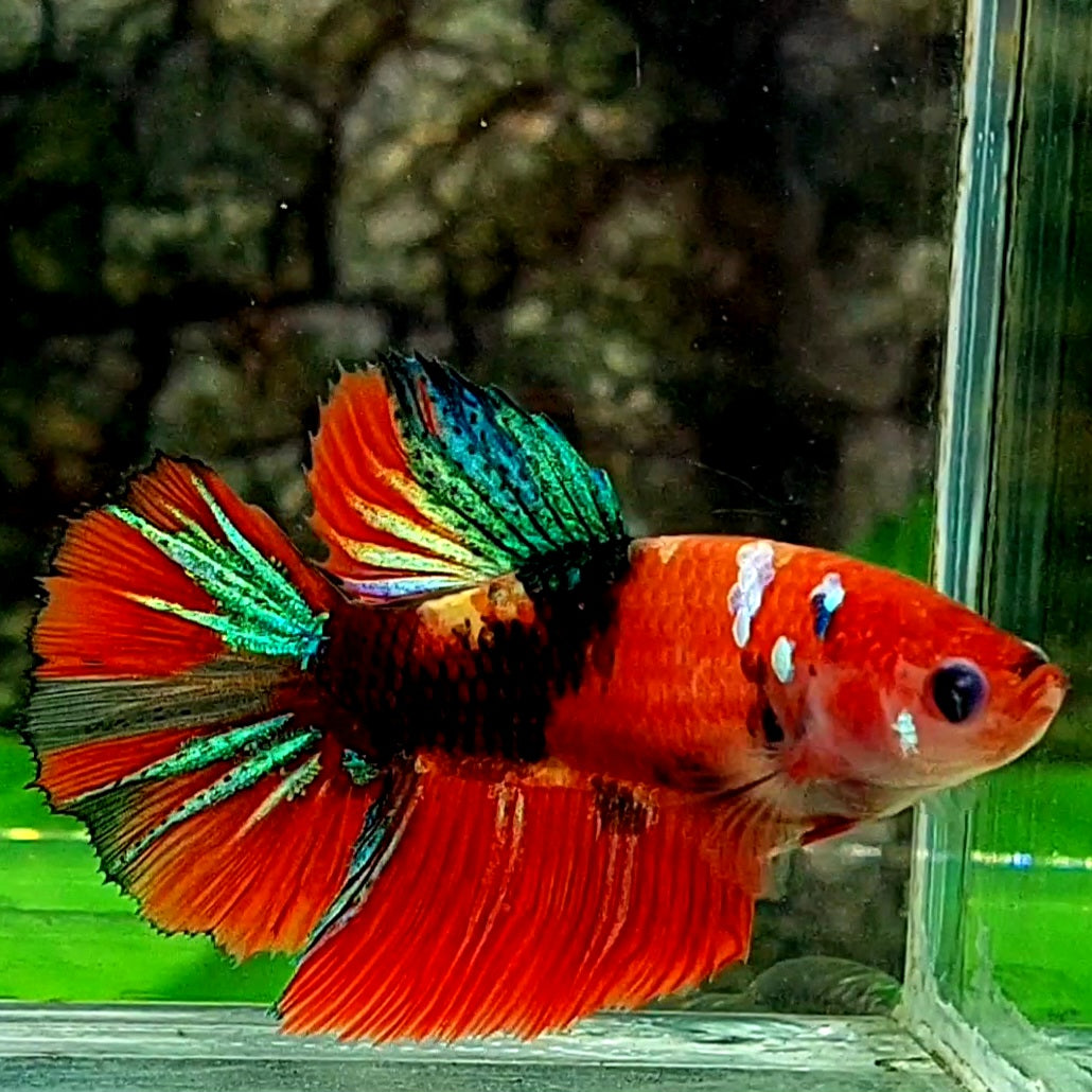 Red Koi Tiger Galaxy Halfmoon Female For Sorority / Breed