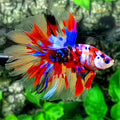 Multicolor Leopard Galaxy Rosetail Halfmoon Male