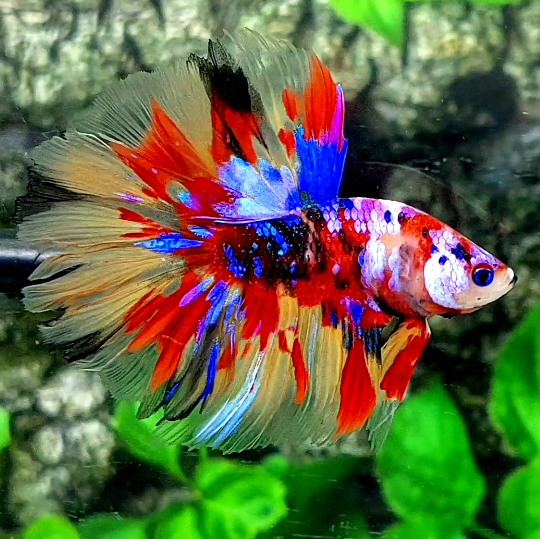 Multicolor Leopard Galaxy Rosetail Halfmoon Male