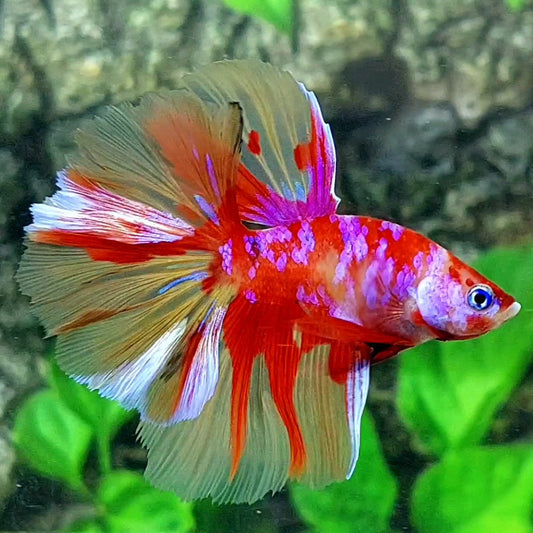 Multicolor Pink Candy Galaxy Halfmoon Male