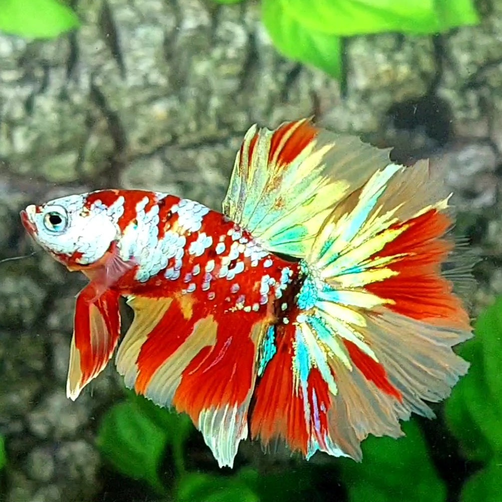 Multicolor Red Gold Galaxy Halfmoon Male