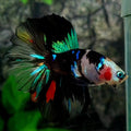 Black Koi Galaxy Rosetail Halfmoon Male