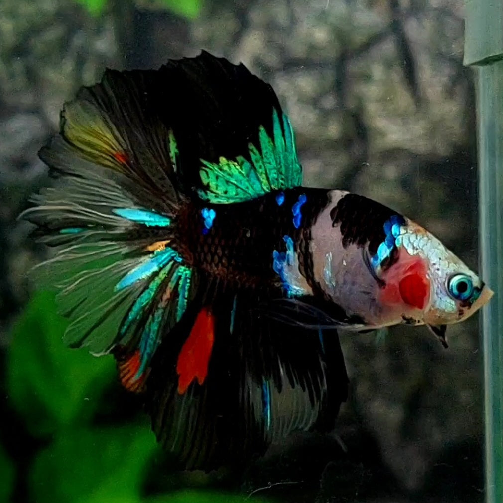 Black Koi Galaxy Rosetail Halfmoon Male